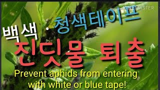 각종 바이러스병의 원인이 되는 ‘진딧물’ 백색 청색테이프로 막자! Prevent aphids from ent…