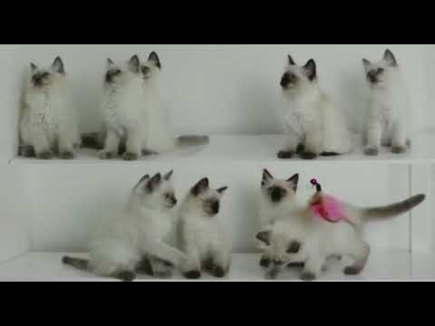 How to train Ragdoll Kittens to play in sync. YouTube vs Reality