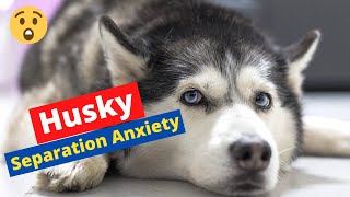 Separation Anxiety In Huskies | How to Get Rid of It?