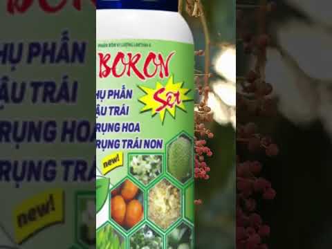 Cùng khám phá "Cặp đôi Boron" Dinh Dưỡng Tối Ưu của nhà One More