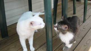 PIGS a Sanctuary video-final.wmv