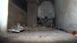 Rescuers Spend Hours Saving Homeless Poodle Living Under a House