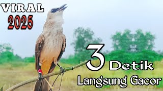 Download lagu Suara Pikat Trucukan‼️Panggilan Trucukan Paling Ampuh 2025 Cepat Nyaut Respon mp3