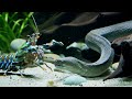 Mantis Shrimp Vs Sea Snake Deadliest Underwater Battle Ever