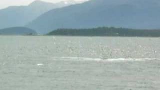 preview picture of video 'Humpbacks in Juneau'