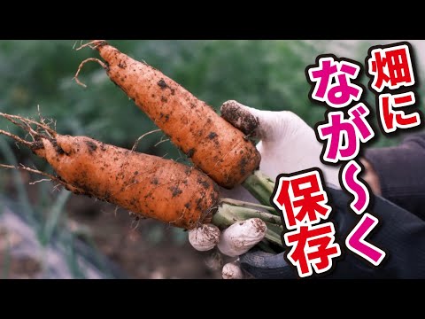 ニンジンの収穫: これが仕組みです 植物