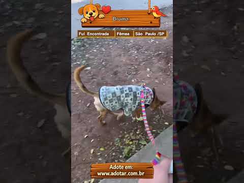 Vídeo de Bruma