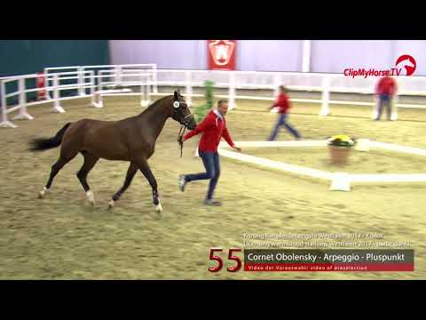 55 Junghengst v. Cornet Obolensky - Arpeggio