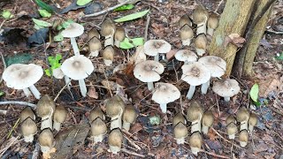เก็บเห็ดโคนหัวดำนำกันจ้าพี่น้องมีแต่ดอกงามๆเลยจ้ามาเก็บนำกันเด้อ