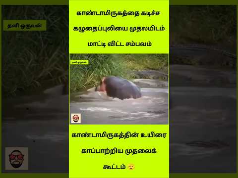 ​😱 காண்டாமிருகத்தை கடித்த கழுதைப்புலி.. முதலையிடம் மாட்டி விட்ட செம்ம சம்பவம்!