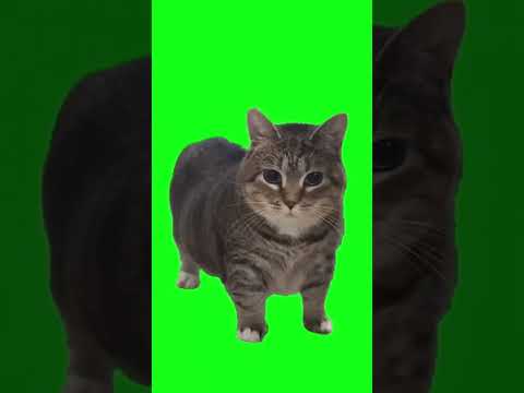 oi oi oi oi cat | OIIA OIIA CAT | oi oi oi oi cat original | kucing akmal #shorts