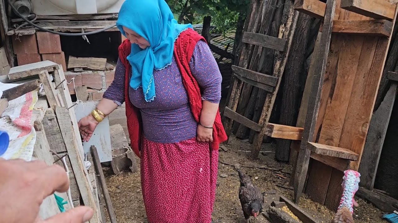 ‼️BUNUN SIRRI NEDİR ? KULUÇKAYA ÇİFTE ÇİFTE TAVUKLAR YATIRDIK‼️