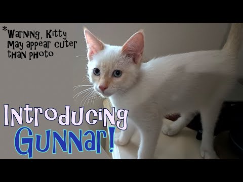 Introducing Gunnar, our new Kitty!