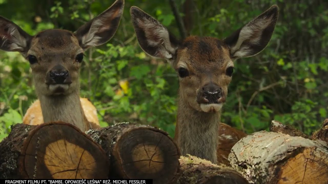 Kinomaniak – premiery w lutym (5.02-11.02.2025)