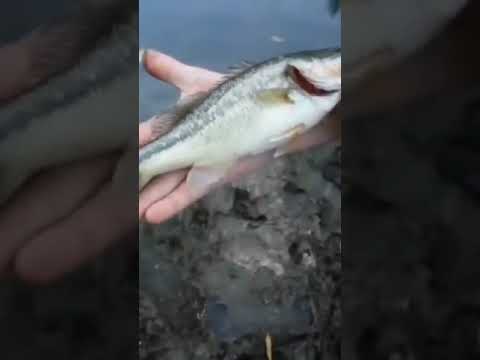 Fishing Hougen Park