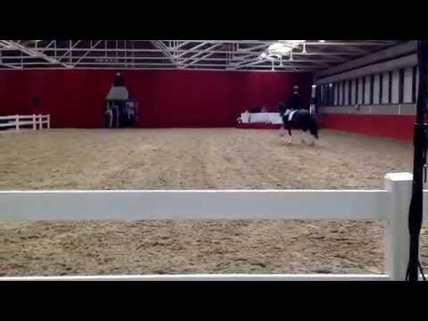 BH Don Olymbrio at the stallionshow at The IJzeren Man 2024