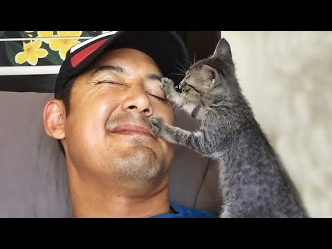 Cats Love Their Human On A Different Level But It's Real Love - Cute Cat Show Love To Owner