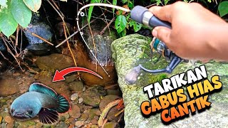 Download lagu Berburu Si CANTIK PENGHUNI LOBANG BATU Sungai Air Jernih‼️Dwarf Snakehead Fishing mp3