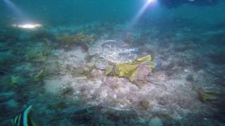 Dusky Flathead Swansea Bridge