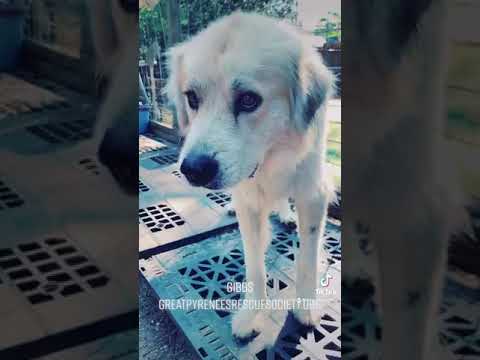 Gibbs, an adopted Great Pyrenees & Australian Shepherd Mix in Arlington, WA_image-1