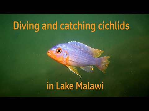 Diving and Catching cichlids in Lake Malawi