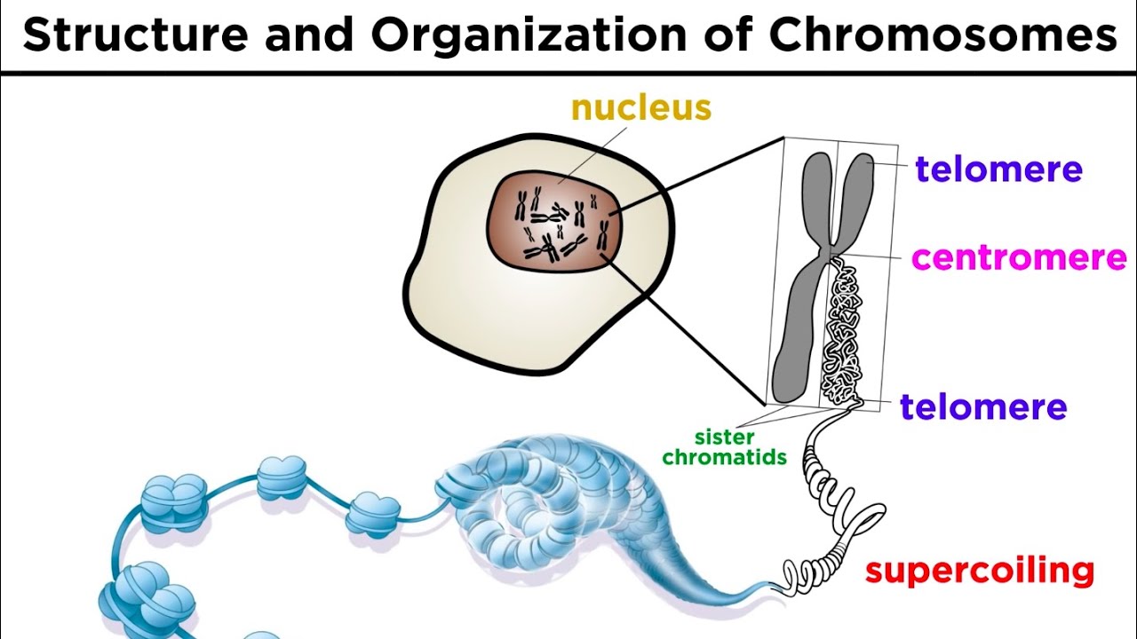 What is the structural unit of chromosome?