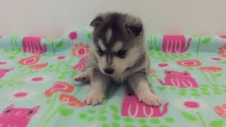 Video preview image #1 Alaskan Klee Kai Puppy For Sale in WINCHESTER, OH, USA