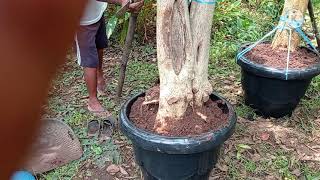 Download lagu CARA TANAM BONSAI SERUT YG BENAR mp3 Download lagu CARA TANAM BONSAI SERUT YG BENAR mp3