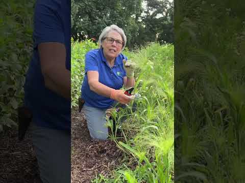 Explosion Grass is an excellent bouquet filler