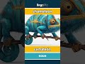 chameleon - camaleón video thumbnail