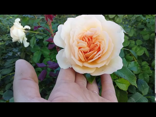 Chandos Beauty Harkness (Великобритания 2005 г) 12 октября 2020 год.