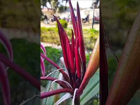Keyaful – Peaceful Moments with Beautiful Flowers #viralvideo #youtubeshorts