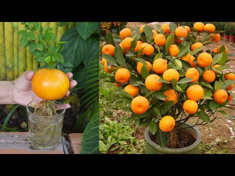 Best Way To Grow Orange Tree From Orange 100% Work