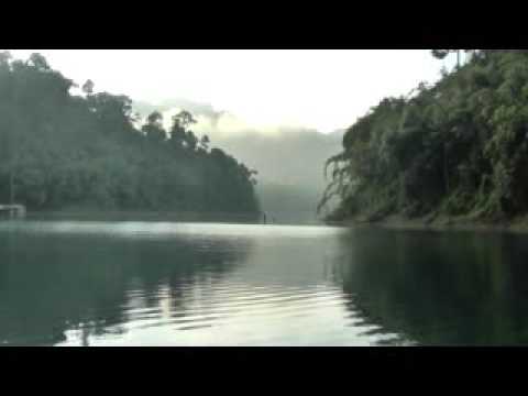 Gibbon calls at sunrise. Khao Sok National Park. Surat Thani. Thailand.
