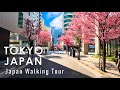 Japan walking tour in Tokyo Spring 2024 4K 60fps HDR