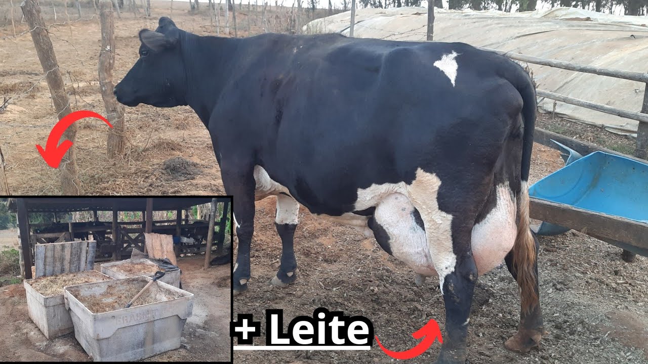 Qual quantidade de milho reidratado, silagem e ração 25% damos para cada vaca