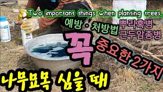 나무묘목 심을 때 2가지는 꼭 하세요! Two important things when planting tre…