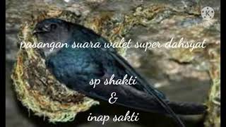 Download lagu Suara walet original super dahsyat sp shakti & inap sakti mp3