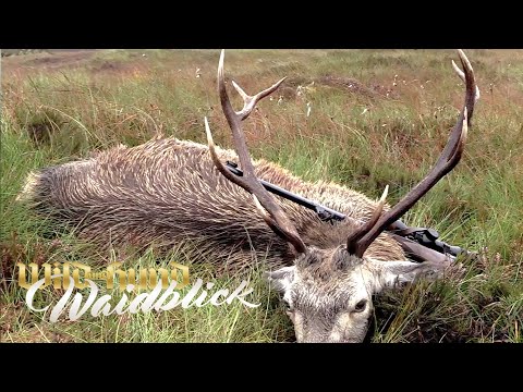 In den Highlands - Auf Hirsch im Blair Atholl Estate - PareyGo Classics