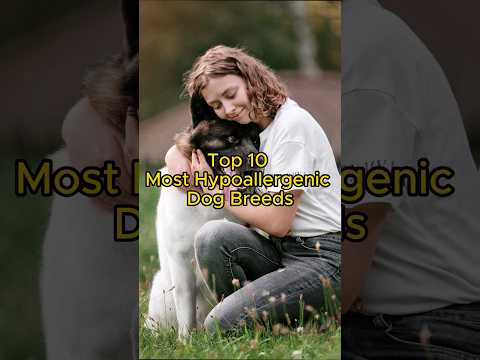 Top 10 Most Hypoallergenic Dog Breeds!