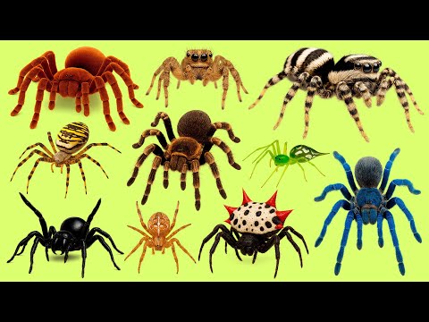 Learn 25 Spider Names in Russian 🕷️ | Spider names in Russian with audio