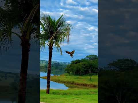 CADASTRE E GARANTA SUA UNIDADE AGORA!#hidrolandia  #NaturezaCompleta #SeuRefugio #goiania #shorts