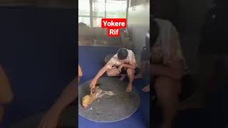 Download lagu Viral. MANGON YOKERE RIF.. kowsem farm berduka mp3 Download lagu Viral. MANGON YOKERE RIF.. kowsem farm berduka mp3