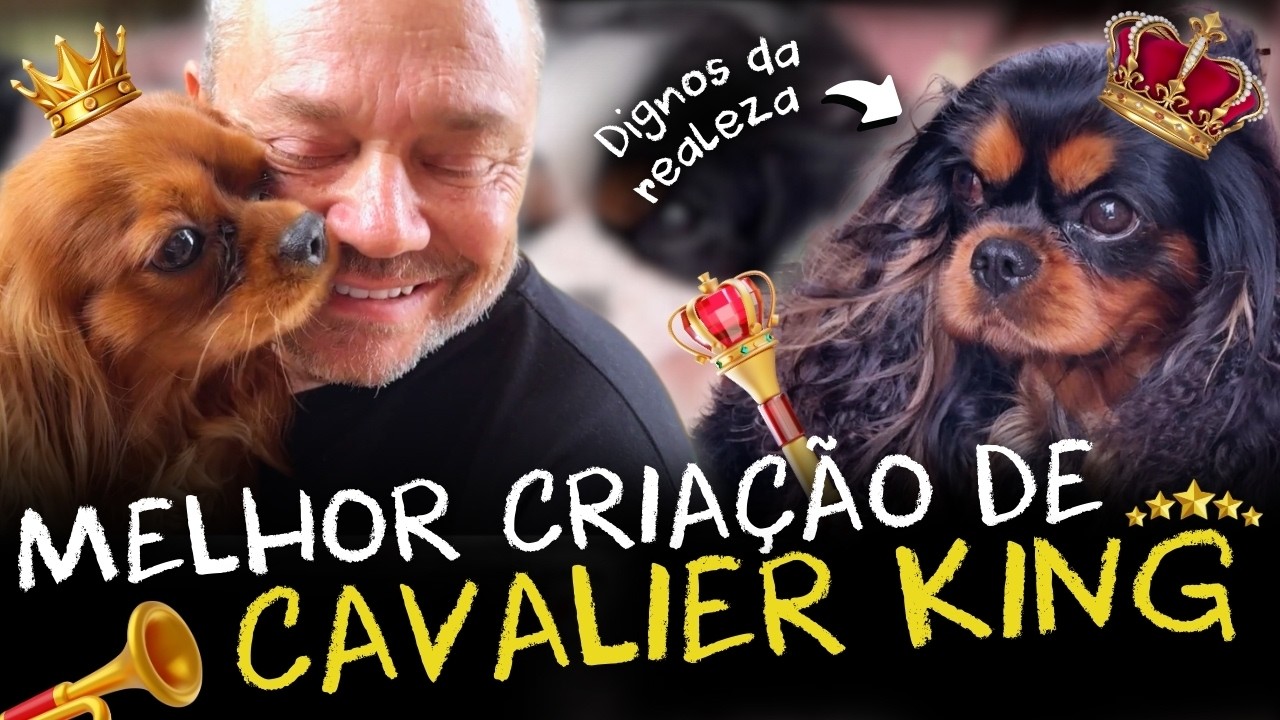A MELHOR CRIAÇÃO DE CAVALIER KING: O CÃO PERFEITO PARA TODAS AS FAMÍLIAS!