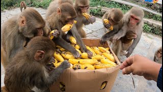 Download lagu A group of monkeys eat banana || feeding banana mp3