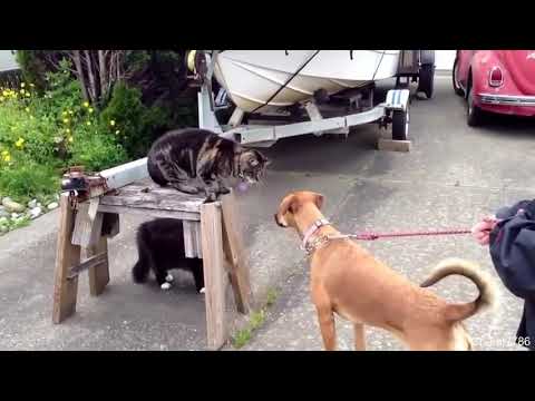 🐶🐕Dog vs cat 🐱🐱