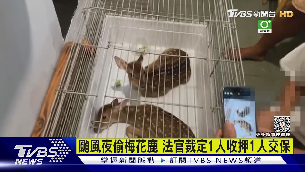 颱風夜偷小梅花鹿害失溫一死 法官裁定1人收押1人交保