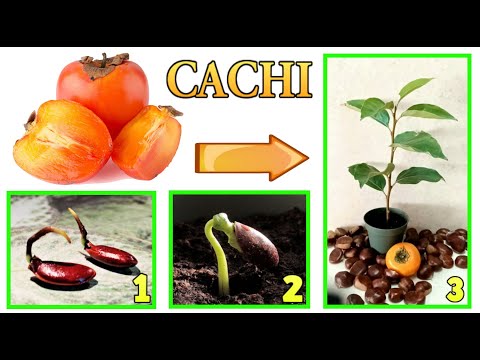 persimmon, how to get a plant at no cost