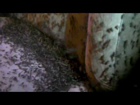 A swarm of mosquitos completely taking over a car looks like something out of a horror film.