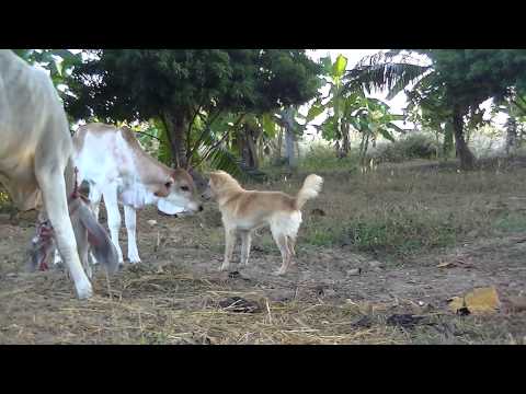 Dog plays with calf